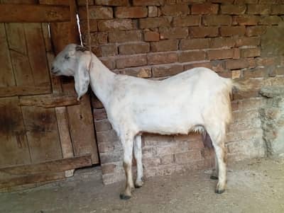 Beetal goat for sale