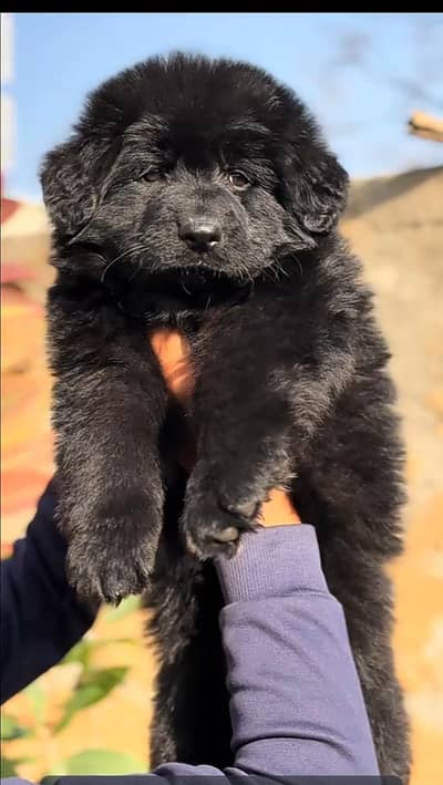 black German Shepherd long coat mail puppy 2 month for sale