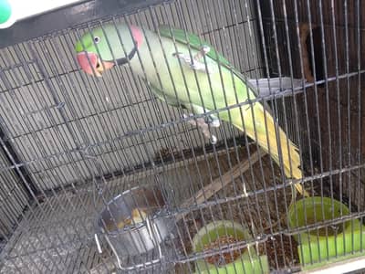 Kashmir raw parrot jambo size
