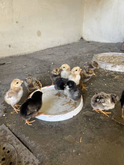 Aseel chicks
