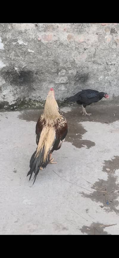 Aseel jawa patha for sale