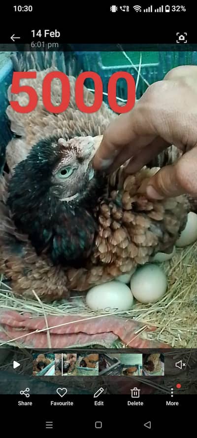 Aseel broody hens with chicks