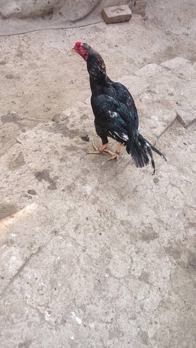 pure aseel galwa and kamaliya aseel pathe available