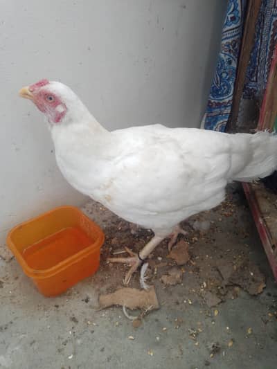 white aseel Hera female good health