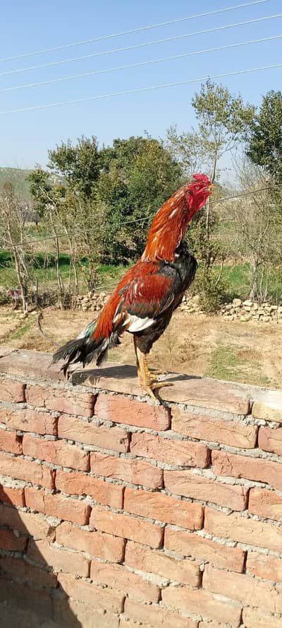 Breader Aseel for sale location Rawalpinda