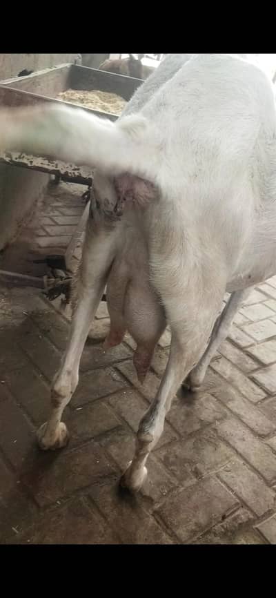 6 dat pure rajanpori gaban tayar 03122535511