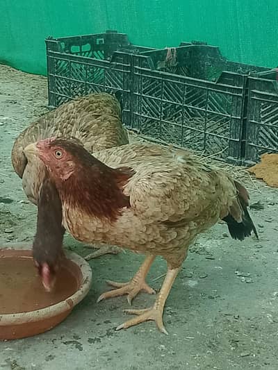 Aseel hens with chicks