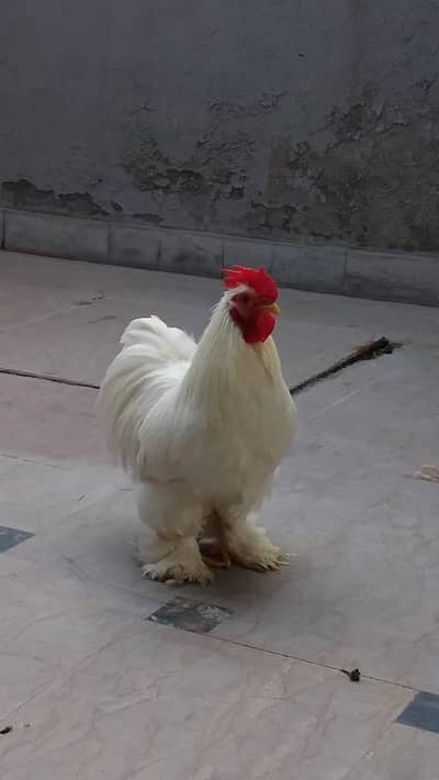 white Bentam pairs and Male for sale