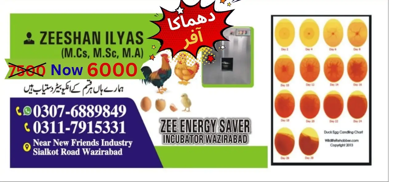 Energy saver incubator 10 watt | Egg hatching| egg machine| incubator — photo 2