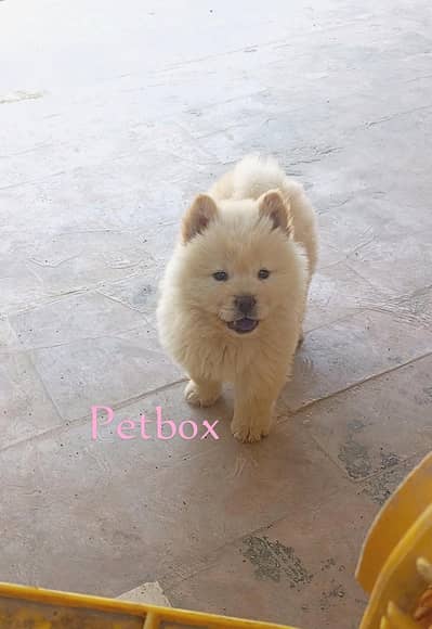 Top Quality Chow chow puppy