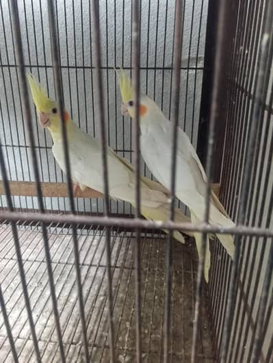cocktail breeder or ready pair Location jaranwala Sirf cal O3O34O88469