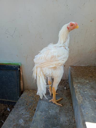 INDIAN PARROT BEAK ASEEL TAMILNADU JAMBO SIZE