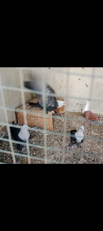 Karbalai pairs jutt black kachpre gandedaar