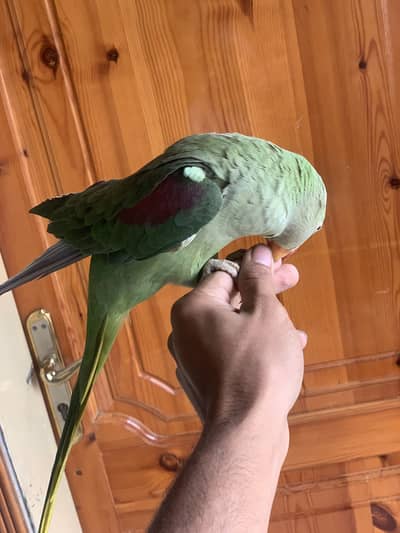 Hand tame Raw female parrot adult