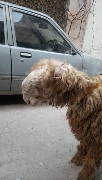 VIP mundra ek bota VIP baccha lakhe mein hai