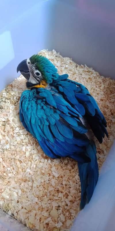 Blue scarlet macaw for sale 03091971603