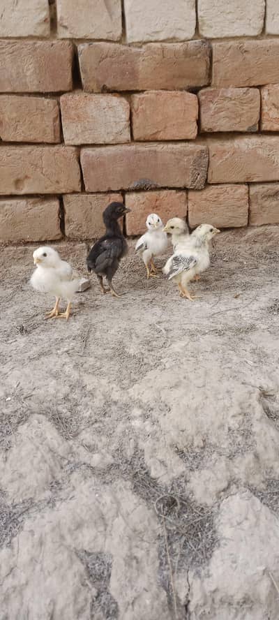 Aseel Chicks For Sale