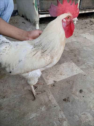 Aseel Murgha Murghi Pair -  2  Aseel Murghi 1 Desi Murgha