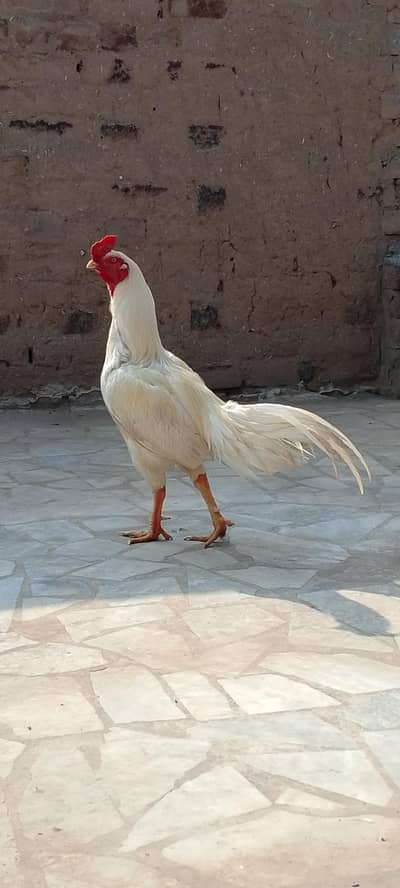 Wight aseel per Sale 10000