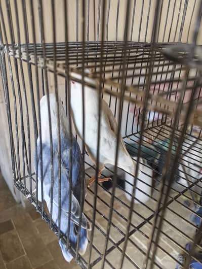 Blue opline x Albino red eyes pair age 4 Month