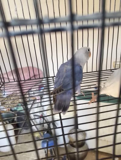 Blue opline x Albino red eyes pair age 4 Month