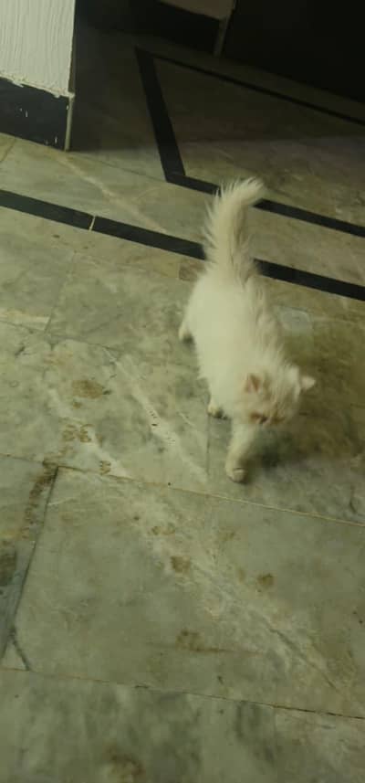 persian cat for sale l