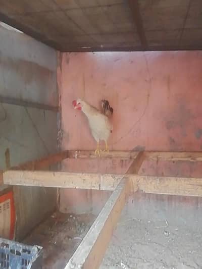 . 0    3 2 1 50 7 92بہترین نسل تاج والی ایک عدد انڈوں والی مرغی فار سیل