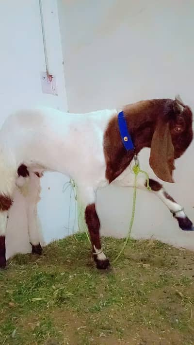 Andu Bakra for sale Age 11 month