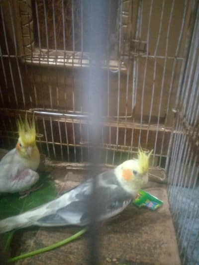 white and lemon gray color cockatiel