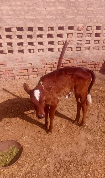 cow for sale