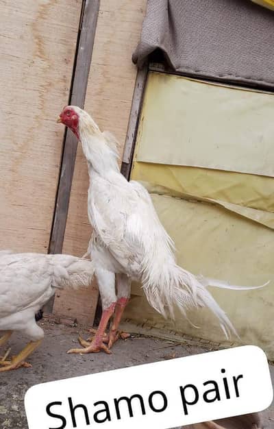 white shamo , thai ,watnam ,chicks and breeder