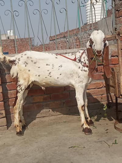 Health and active khssi bkra