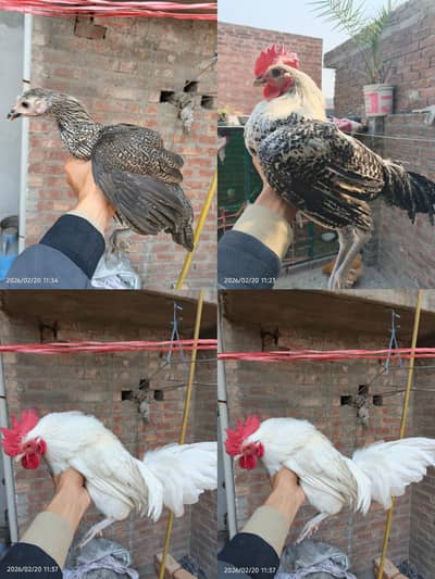 English Game / Fayoumi Egyptian healthy and active