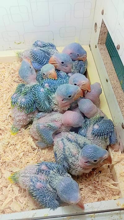 Kashmiri Raw Chicks 0310+77+99+888