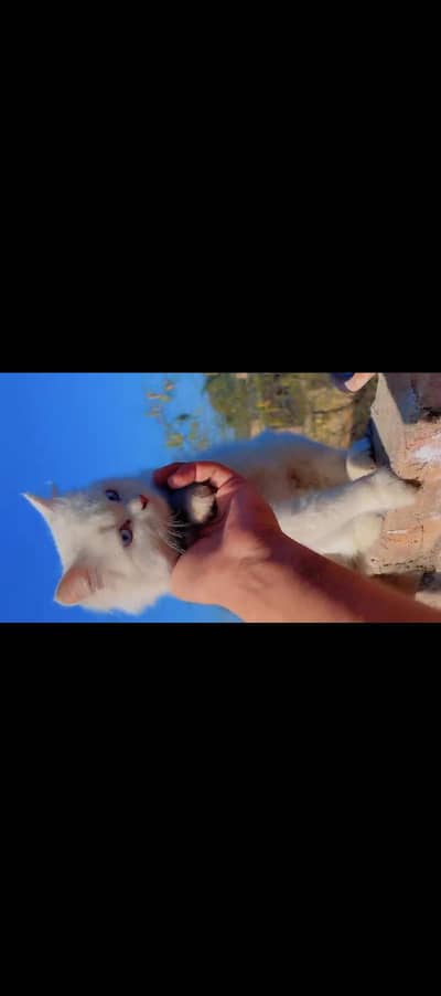 white and Belu eyes for sale