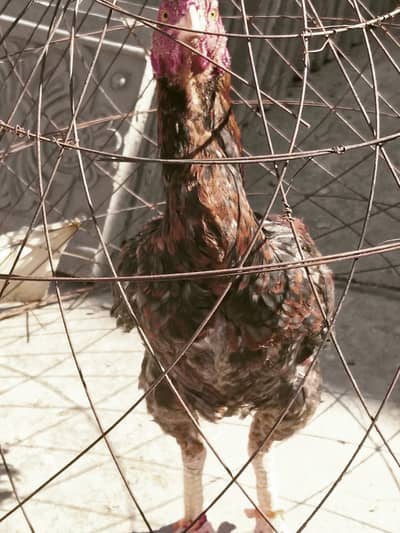 aseel murga for sale