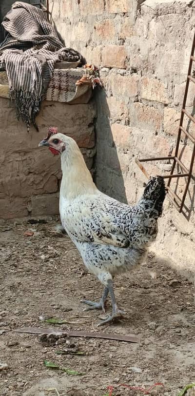 fet fat eggs wali murgiya whatshapp and call 03067552191