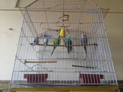 3 Breeder pairs with cage