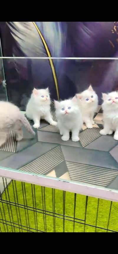 Quality Persian Punch face cat & kitten is 03477878702 WhatsApp