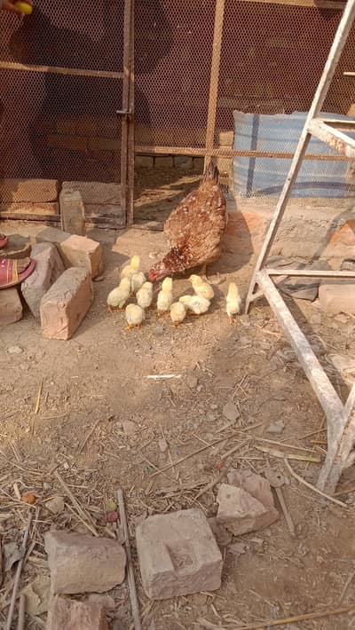 aseel sindhi murgi with 10 chicks