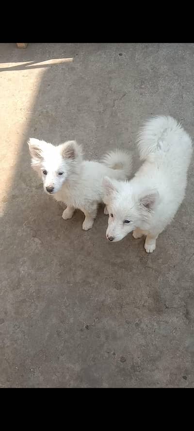 Russian pudle crass serious buyer contact