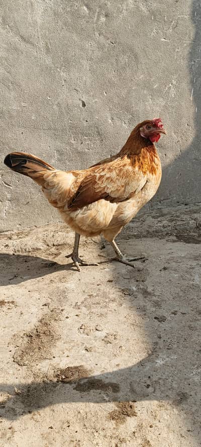 fet fat eggs wali murgiya whatshapp and call 03067552191