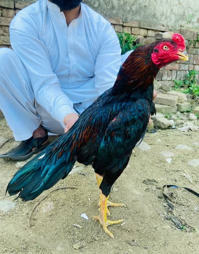 aseel lassni patha for sale