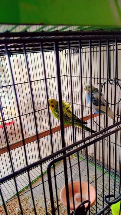 Hogoromo double flower breeder pair