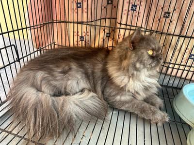 perisen cat health is good