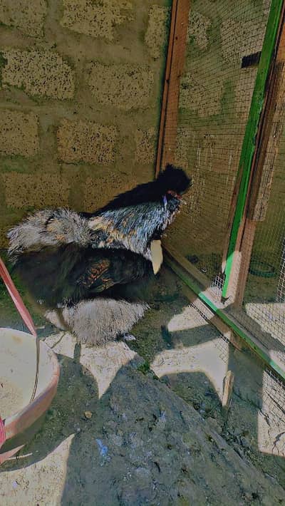 silkie breeder pair available for sale
