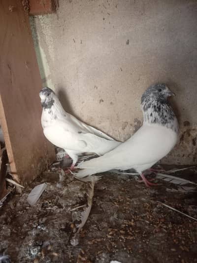 Behtreen Quality k 35 waly or batairy bohat Mazboot kabutar hain