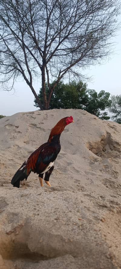 Mianwali Aseel Birds