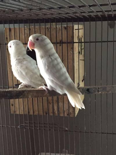 Albino Red i pair far sale egg Diya howa ha price 5000