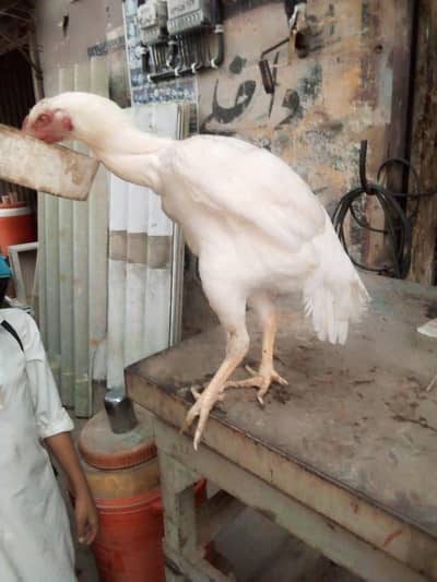 RS. 25,000/= Oh Shamo .